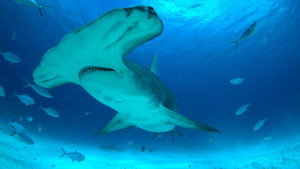 Mega Hammerhead — кадр