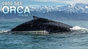 0800 SEE ORCA — кадр